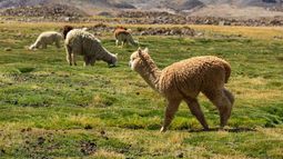 Sequía e inundaciones por cambio climático amenazan ganadería y minería en el altiplano