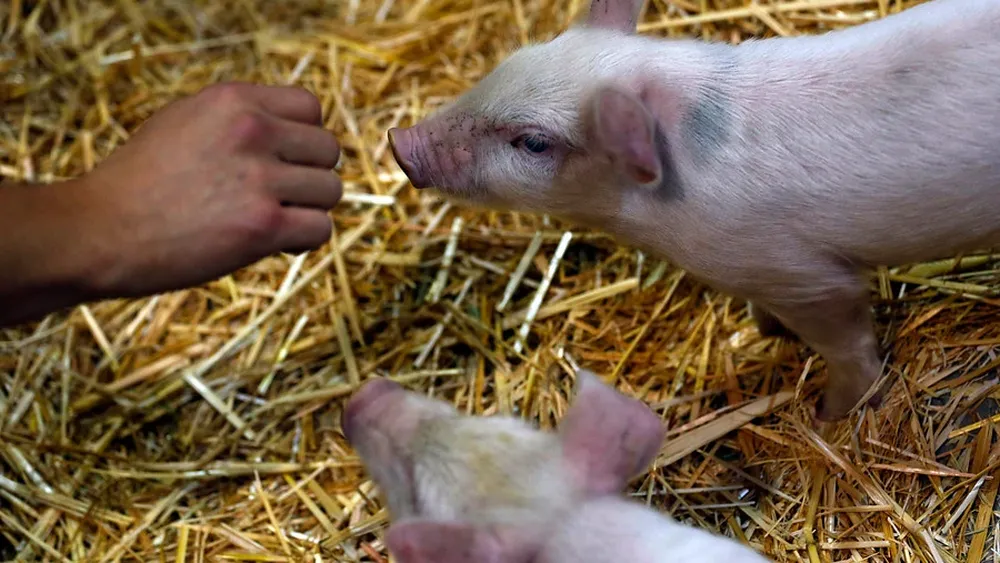 Causó canibalismo en cerdos: Dictan inhabilidad perpetua de tenencia de animales a criancera por bajar porción de comidas