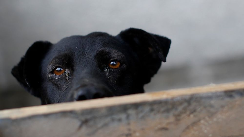 Abandono de perros y gatos creció tras promulgación de la Ley de Tenencia Responsable