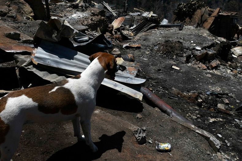 diputada ingresa proyecto para crear brigada de rescate animal por incendio en vina.jpg