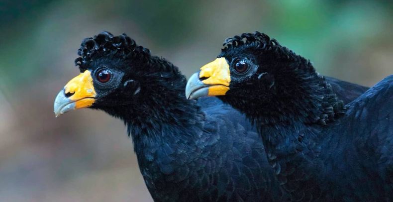 Black curassow Crax alector Colombia_D Shapiro_Alamy_TREGT5 1400x934 1 1400x720 1.jpeg