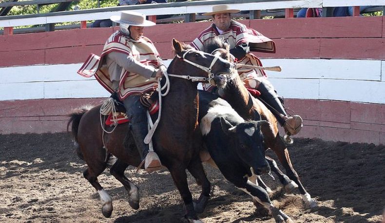 RODEO2 740x430 1.jpg