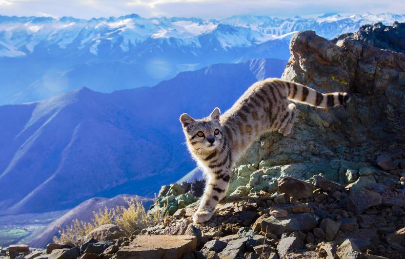 Gato Andino scaled.jpg