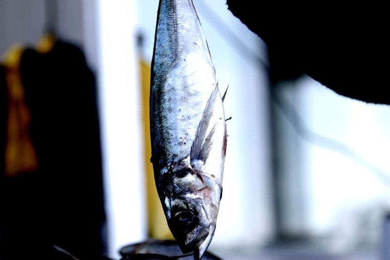 11935 jurenotacuotal.jpg