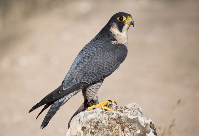 Falco_peregrinus_ _01 scaled.jpg