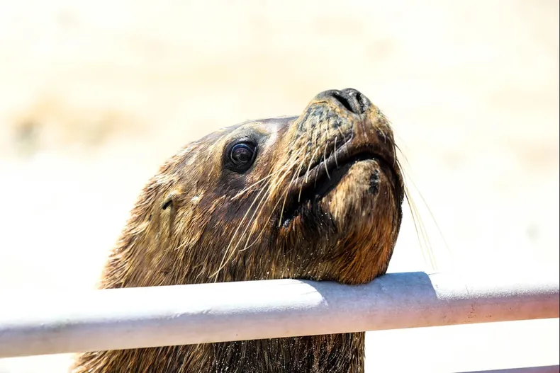 9238 lobomarino.webp