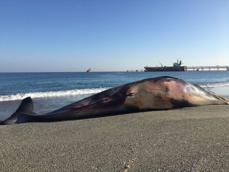 ballena muerta por colision.jpg