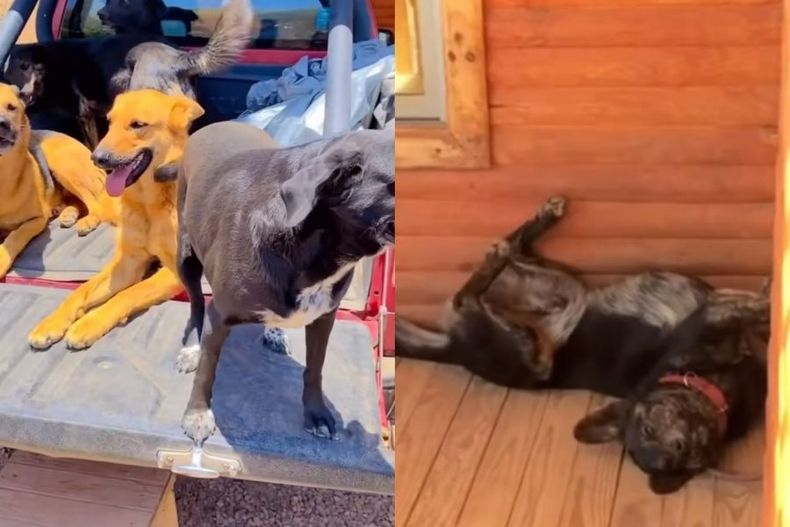 VIDEO Doggy style en la vida real Perritos recrean iconica cancion de 31 Minutos e1701117911895.jpeg