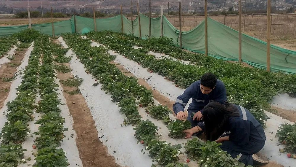 Niños del Valle del Elqui crean granja de bichos en su escuela para salvar cultivos agrícolas sin usar químicos