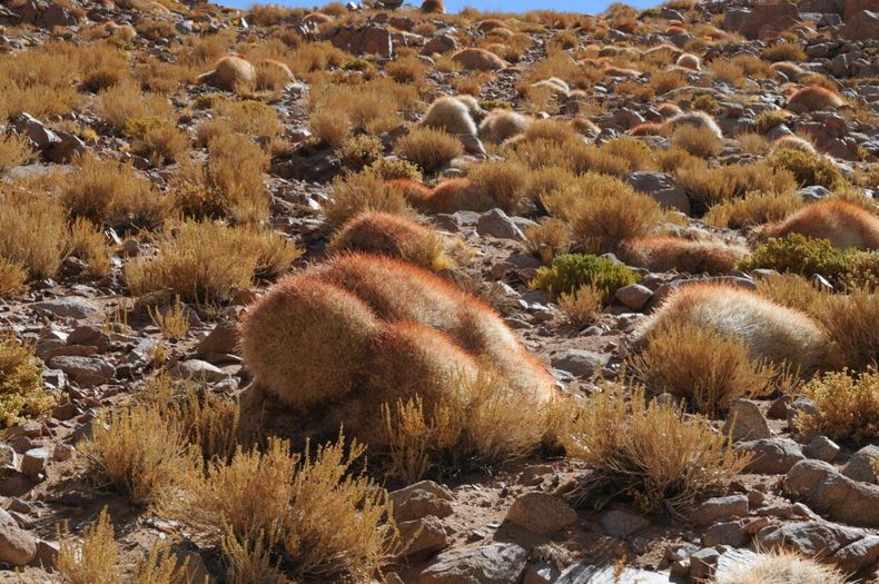 Cactus madre en el desierto.jpg