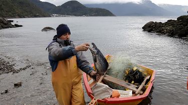 Sobreexplotación de peces: Subpesca informa estado crítico de 57% de las especies en Chile