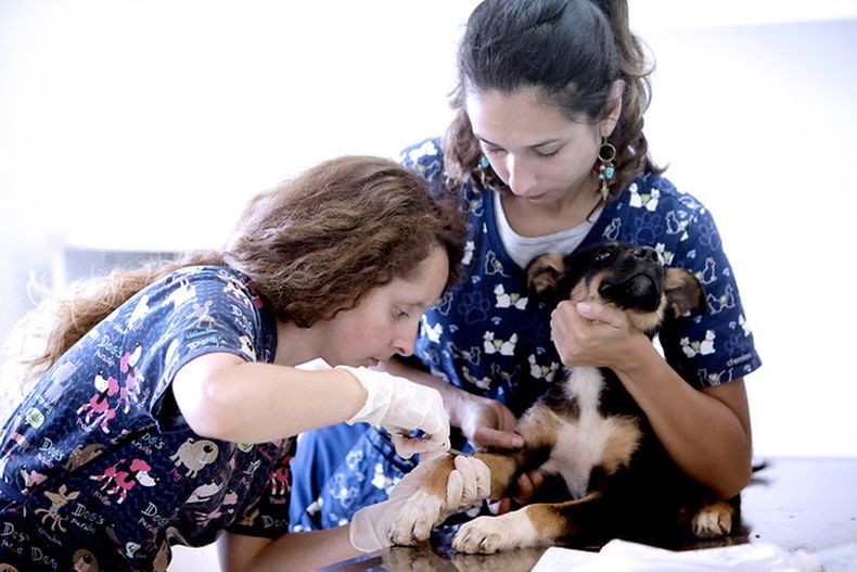 Imagen referencial servicios veterinarios.jpeg