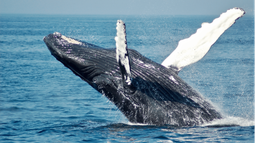 Ballena jorobada.