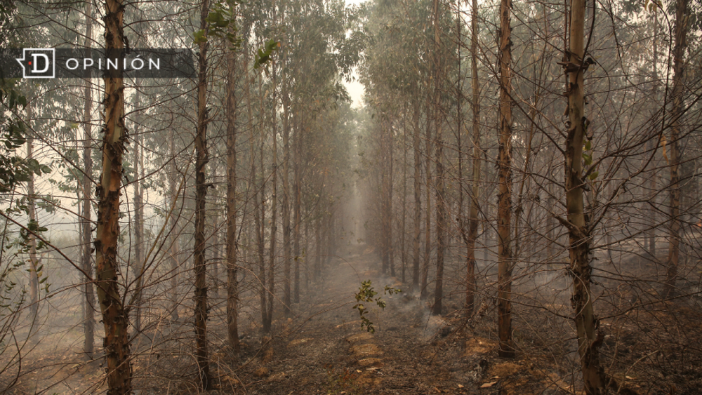 Las plantaciones no son bosques