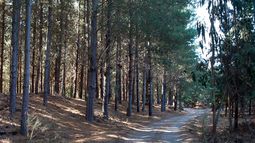 Selección asistida por marcadores genéticos anticiparía el potencial de adaptación de árboles frente a sequía y vientos, beneficiando a empresas forestales.
