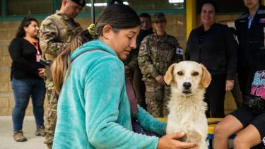 Hospital veterinario en Quilpué recibe recursos para mascotas hospitalizadas por incendios