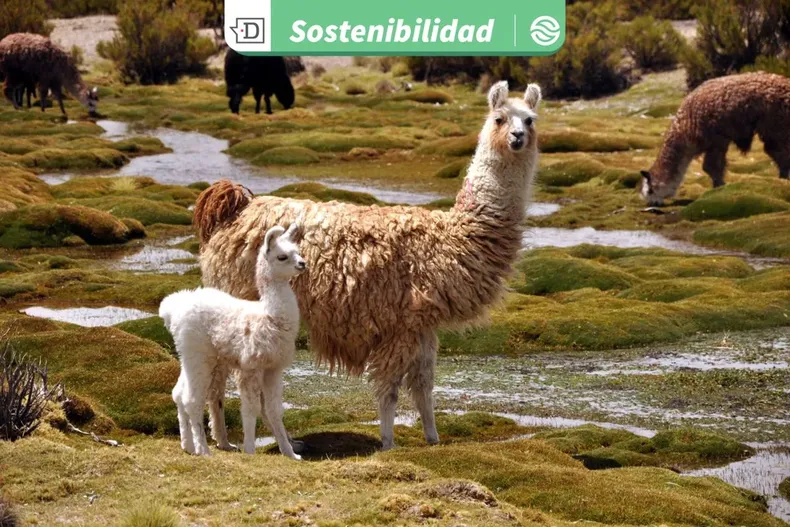 24580 diseno sin titulo 2025 10 22t155102.webp