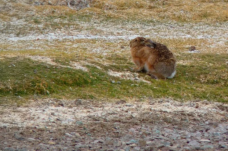 20654 liebre europea.webp