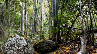 Sabiduría ancestral permitió a cuatro hermanos colombianos sobrevivir 40 días en la selva