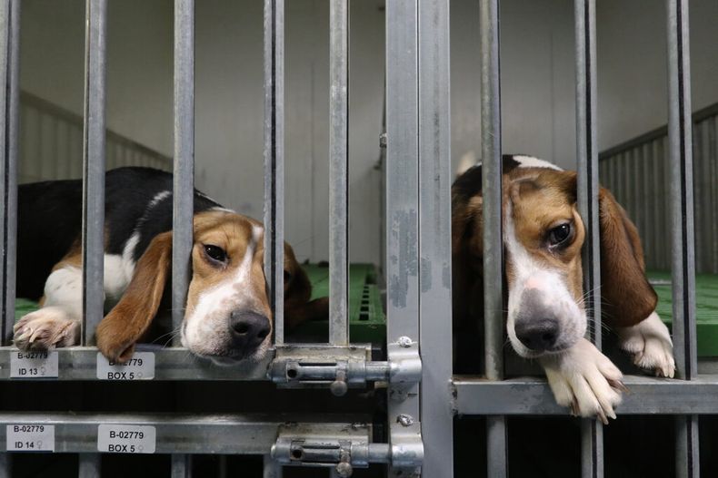Beagles en Vivotecnia / Foto: Cedida por Fundación Te Protejo