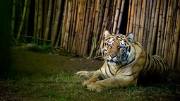 Nueva York: Tigre en zoológico da positivo en examen de Covid-19