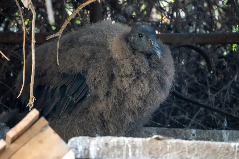 14723 foto condor 2.webp