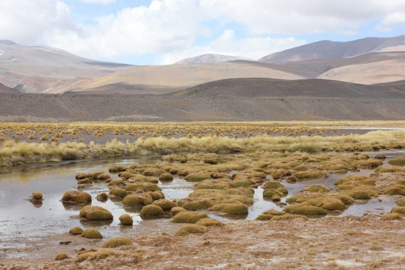 Salar de maricunga e1717798350130.jpg