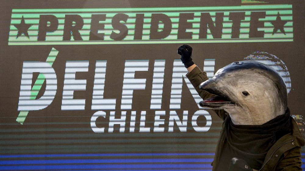 Vota Delfín Chileno: La curiosa campaña de Greenpeace para incluir propuestas medioambientales en campaña presidencial