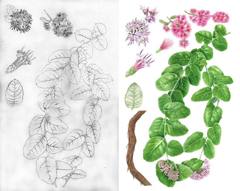 Boceto e ilustración de una Parrilla blanca (Proustia pyrifolia) - Libro sobre plantas nativas de Chile
