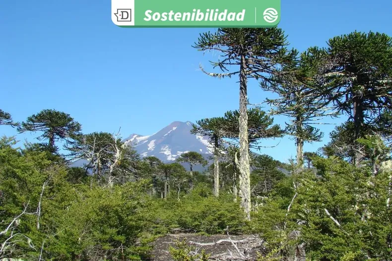 29052 diseno sin titulo 2026 01 21t162838.webp