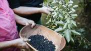 bosques comestibles: la tendencia que crece en ciudades de chile para buscar la soberania alimentaria con especies nativas