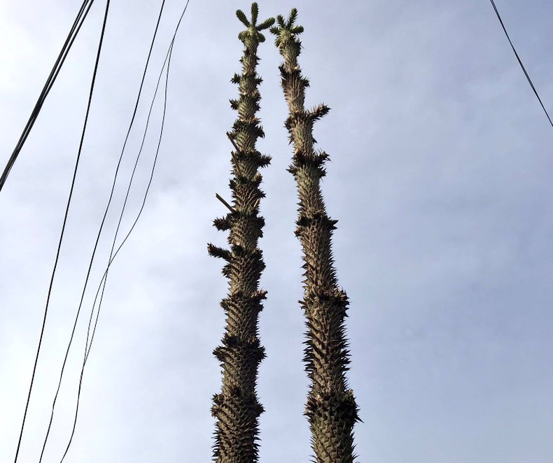 aracuania.png