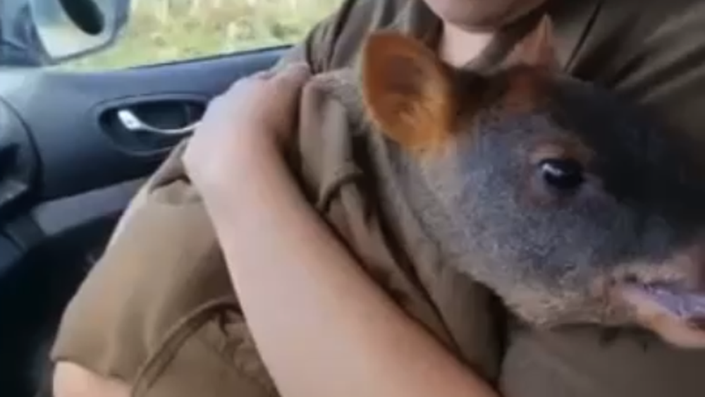 VIDEO| Carabineros rescata a pudú en Puerto Varas