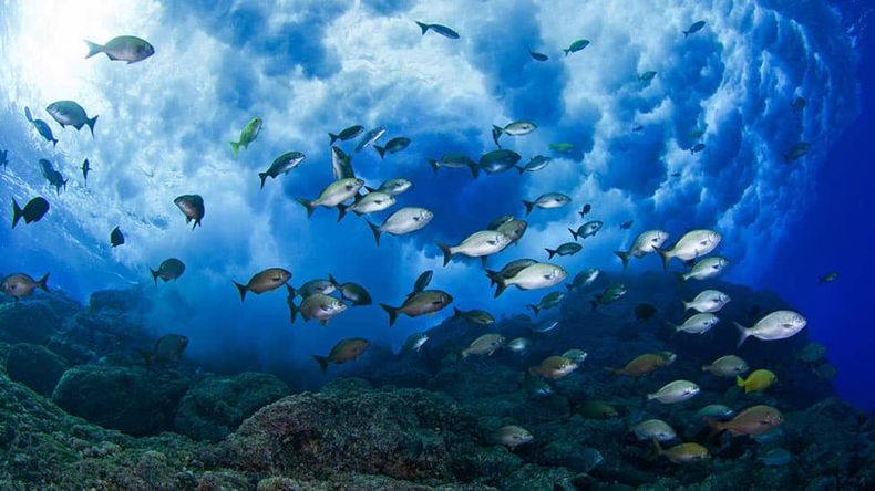 peces 1.jpg