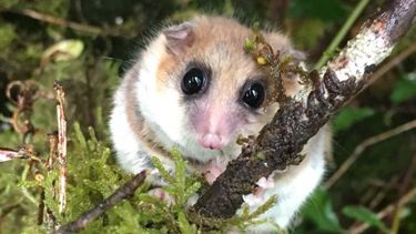 Analizan efecto de cambio climático en monito del monte, único que hiberna en Sudamérica