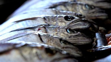 Ya no se podrá comer ni comprar merluza austral: Entra en veda desde Los Ríos a Magallanes