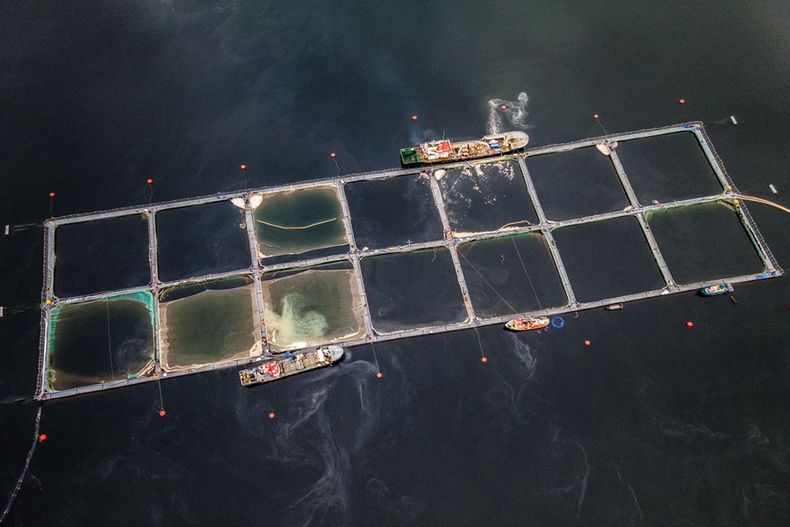 salmonera patagonia.jpg