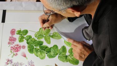 El Desconcierto | Ilustraciones de Plantas endémicas de Chile mediterráneo