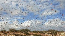 VIDEOS| La impresionante invasión de langostas que está afectando a varias zonas de Argentina