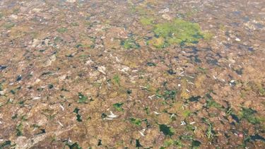 De “lluvia de caca” hasta peces muertos: Los escándalos de una sanitaria en cinco regiones
