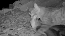 Gato doméstico de Juan Fernández se comió un ave en extinción y levanta alertas del SAG por tenencia irresponsable
