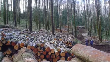 Sigue flexibilización para inversiones: Otras leyes buscan facilitar intervención de costas y bosque nativo