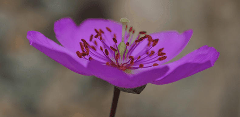 1 Desierto Florido_ 2.png