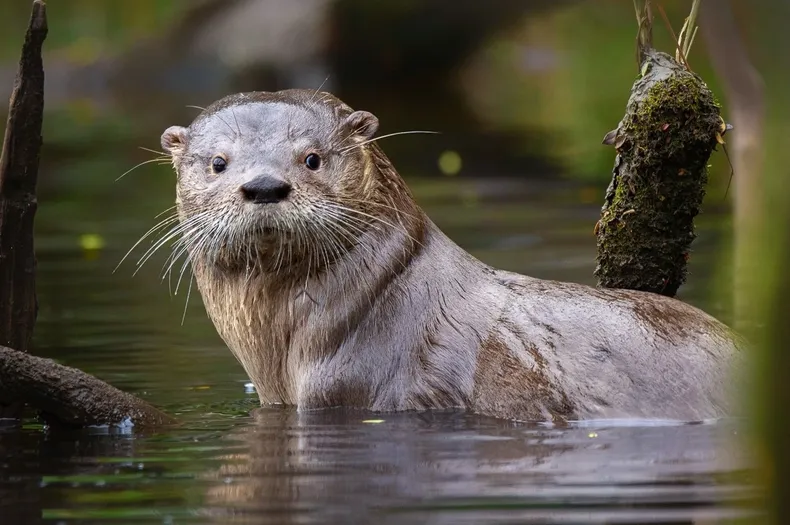 30792 huillin vicente valdes guzman.webp