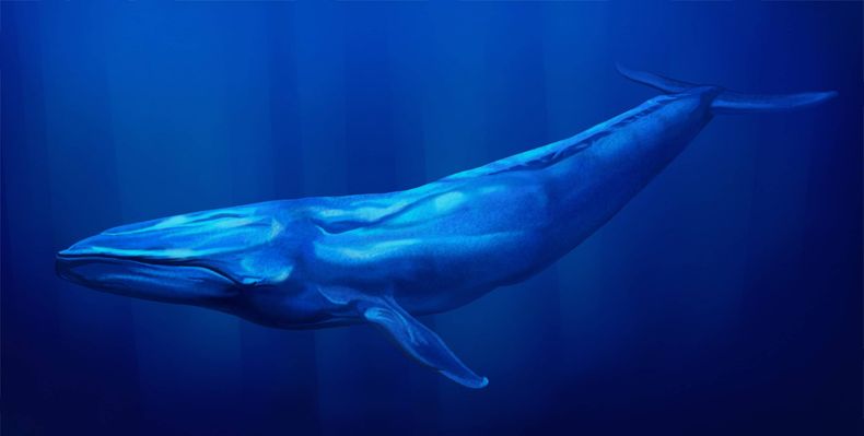ballena azul shutterstock 1 scaled.jpg