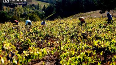 El Desconcierto | 8156 personas trabajando en el campo.jpg