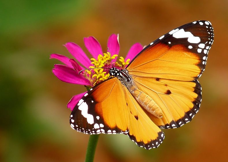 9616 mariposa tigre wikipedia.jpg