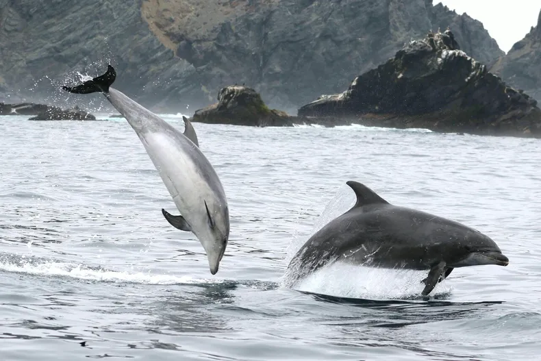 31244 a uno 1318199.webp