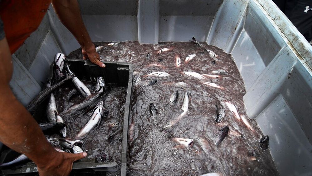 Mujeres de la pesca artesanal: “La valoramos, pero aún son pertinentes ciertos ajustes”