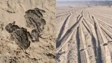 Cuatro crías de pilpilén arrolladas por un auto en El Tabo: Cómo denunciar el ingreso de vehículos a las playas